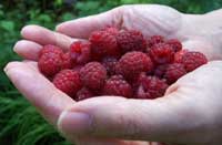 raspberry-ketone-hands